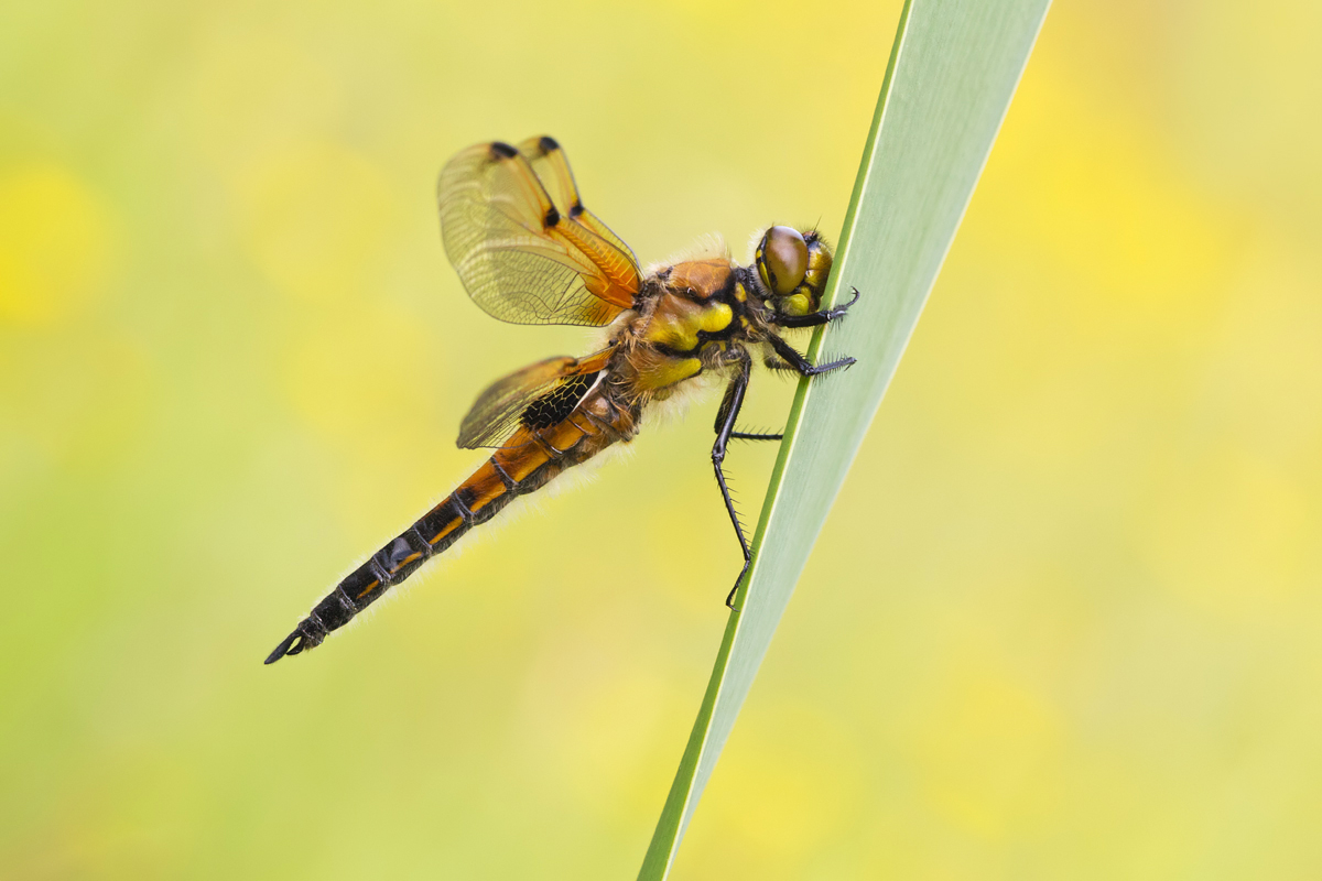 Four-Spotted Chaser 2